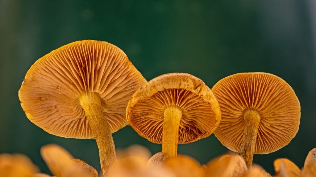 champignons adaptogenes