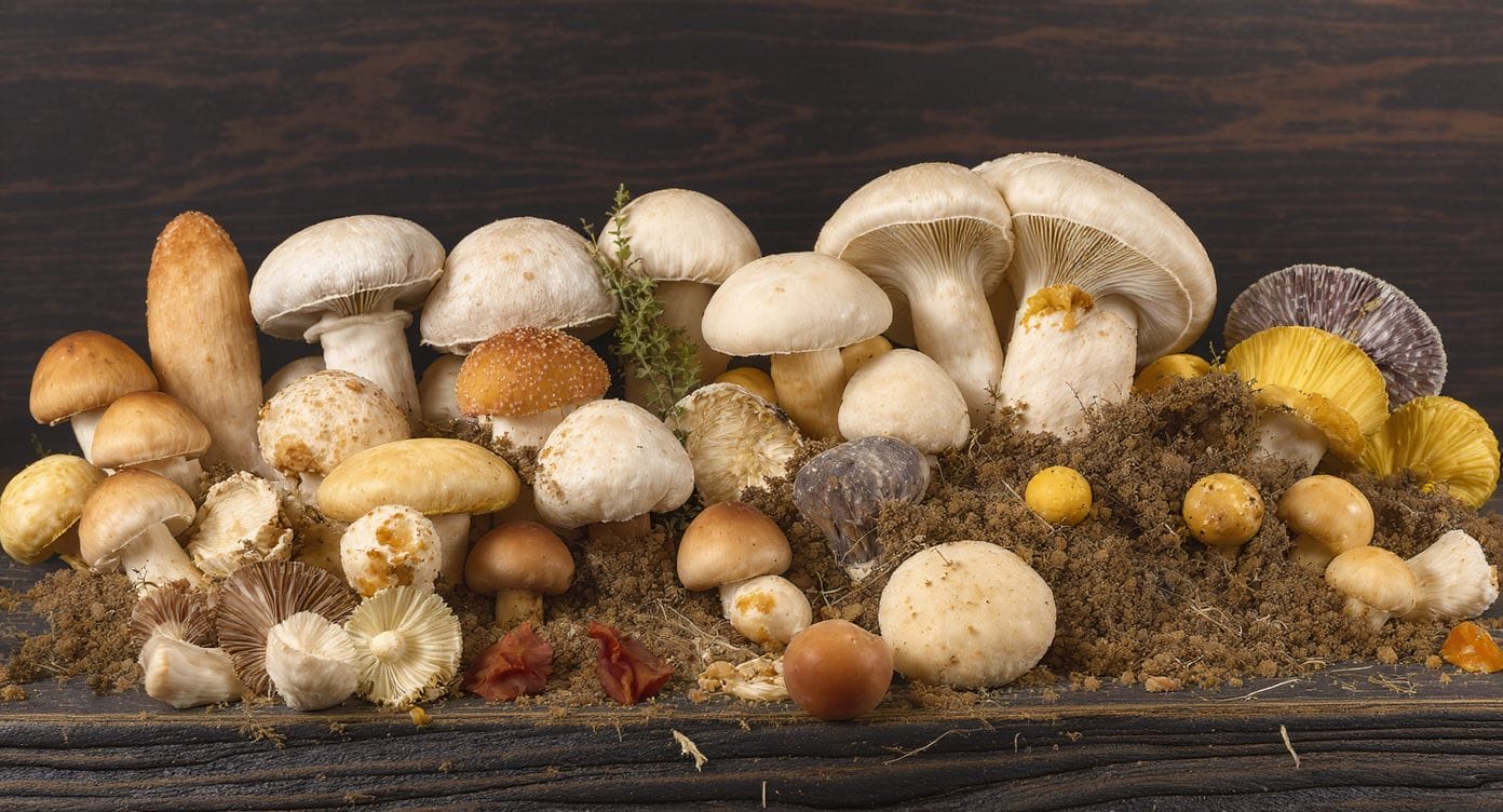 Champignons adaptogènes variés présentés sur une table en bois
